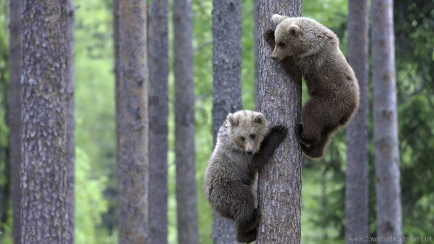 bears climbing couple forest tree wallpaper Isolated Icon on Transparent PNG