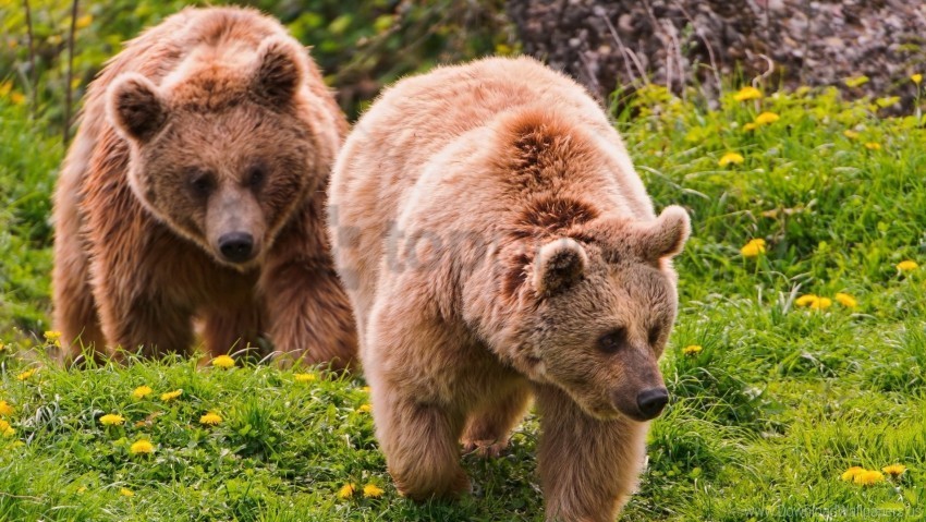 Bears Couple Grass Walk Wallpaper Transparent PNG Isolated Item With Detail