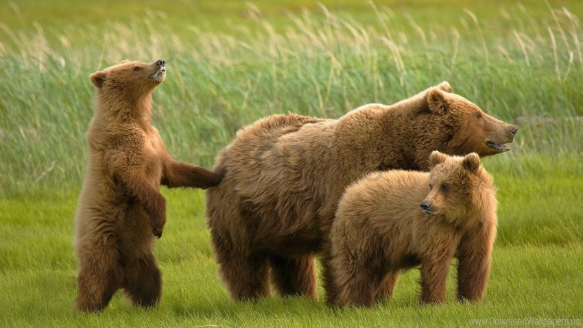 bears family grass wallpaper PNG images with transparent layering