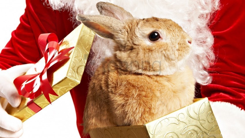 beautiful big-eared box rabbit wallpaper Isolated Design Element in HighQuality Transparent PNG