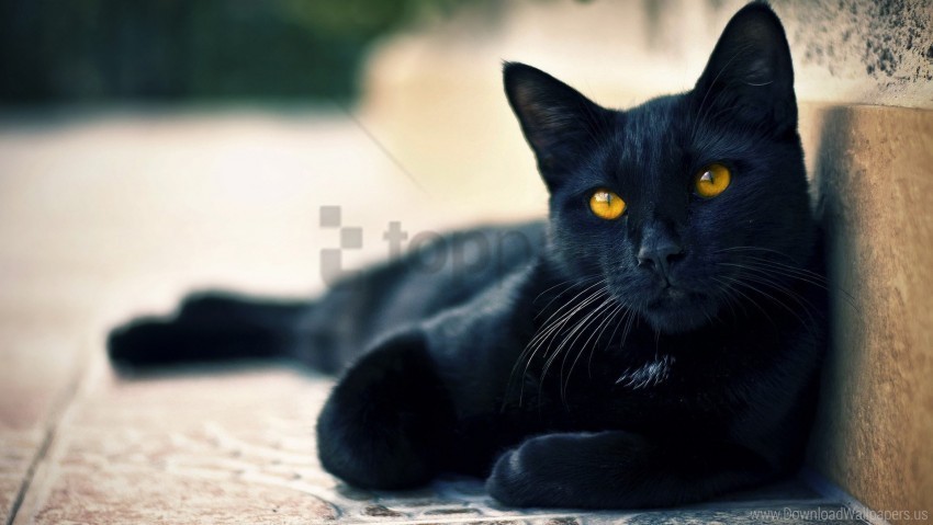 beautiful black cat eyes face lying waiting wallpaper Clear PNG pictures assortment