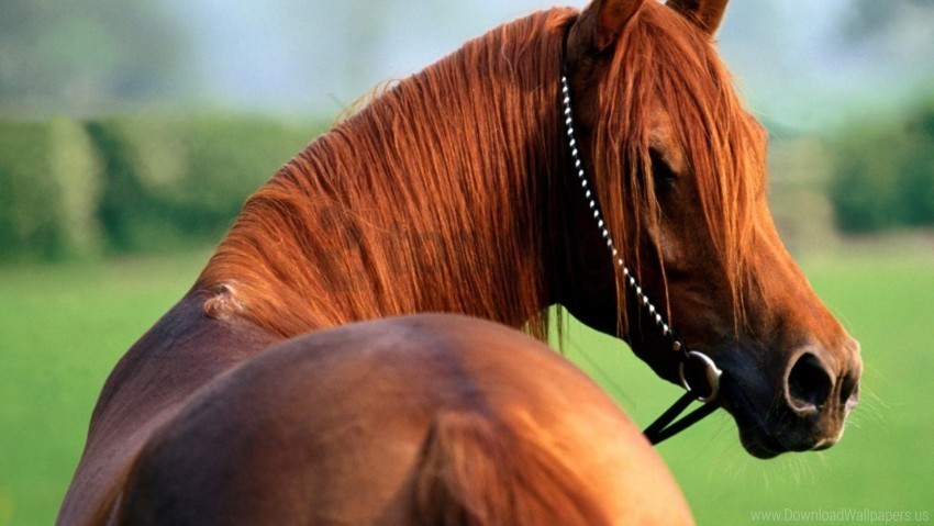 beautiful bridle horse mane wallpaper Isolated Object with Transparent Background in PNG