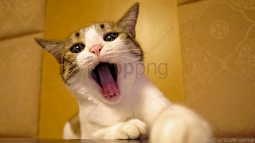 beautiful cat face yawn wallpaper ClearCut Background Isolated PNG Art