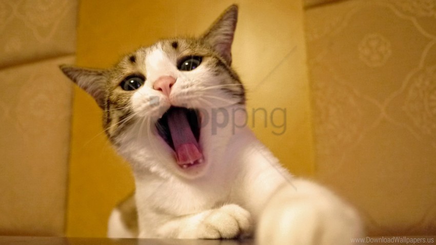 Beautiful Cat Face Yawn Wallpaper ClearCut Background Isolated PNG Art