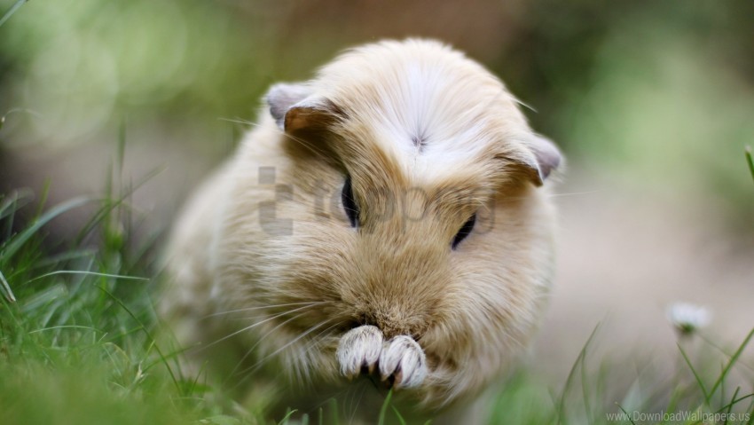 beautiful fluffy grass guinea pig sit wallpaper Free download PNG with alpha channel extensive images