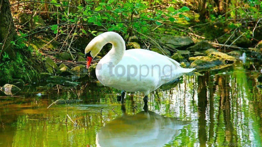 beautiful grass river swan white wallpaper Clear background PNG images comprehensive package