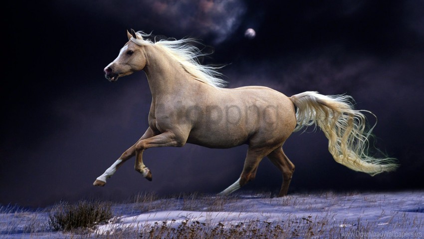 beautiful horse mane night running sky wallpaper Free PNG images with alpha channel set