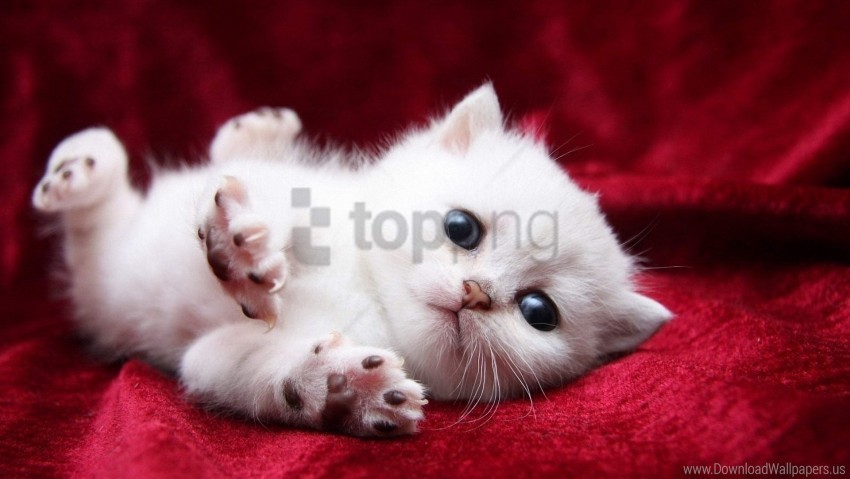 beautiful kitten white wallpaper Free PNG images with alpha transparency
