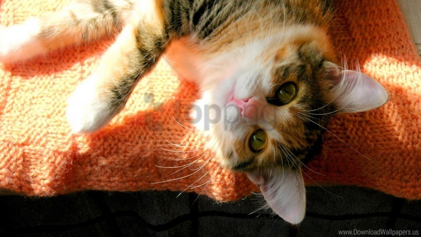 bed cat eyes face fluffy lie shadow sunlight wallpaper PNG clipart with transparent background