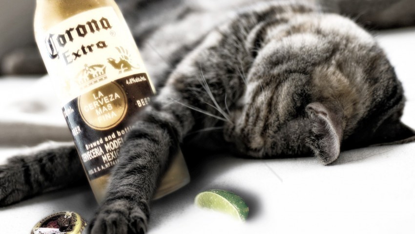 beer bottle cat down funny wallpaper Free PNG images with transparent background