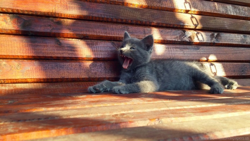 bench cat kitten yawning wallpaper PNG Graphic with Clear Background Isolation