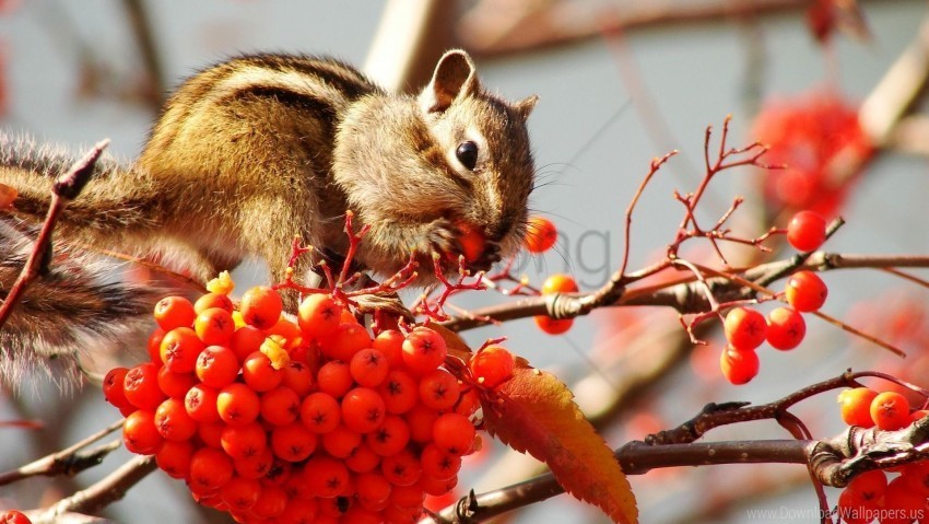 berries branches bunch chipmunk leaf mountain ash wallpaper PNG files with no backdrop wide compilation