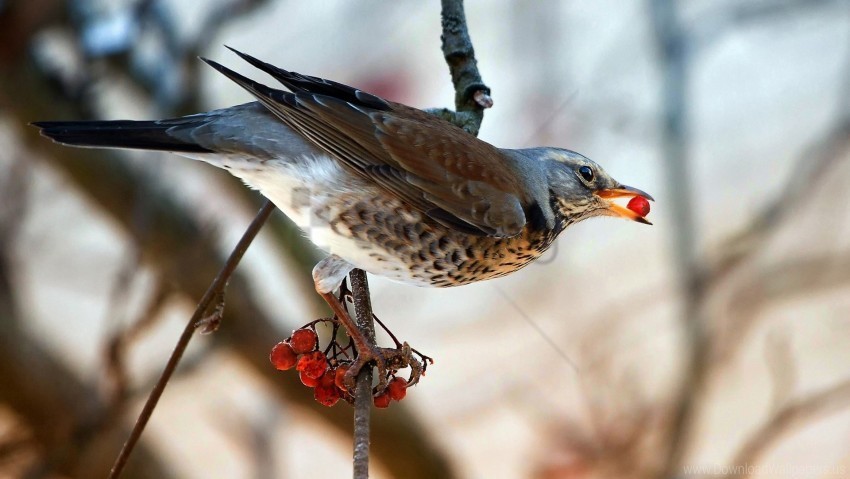 berry bird branch eating sitting wallpaper Clear background PNG graphics