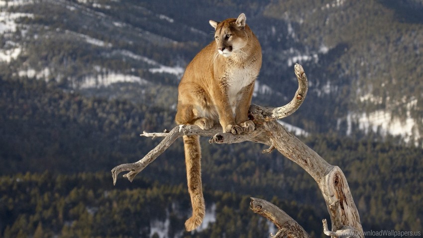 big cat branches grass mountains puma sitting wallpaper Clear Background PNG with Isolation