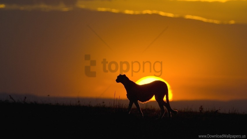 big cat carnivore cheetah silhouette sky sun sunset wallpaper PNG with isolated background