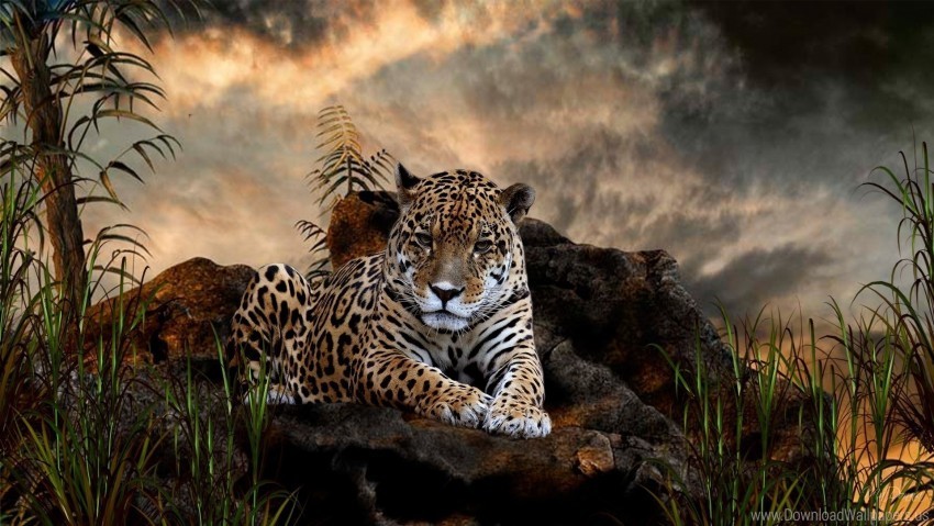 big cat carnivore grass leopard lie stones wallpaper PNG for business use