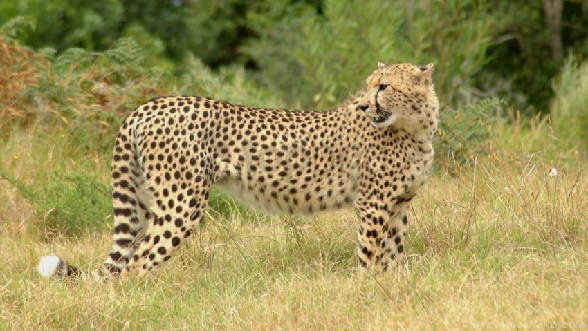big cat cheetah grass spotted walk wallpaper PNG without watermark free