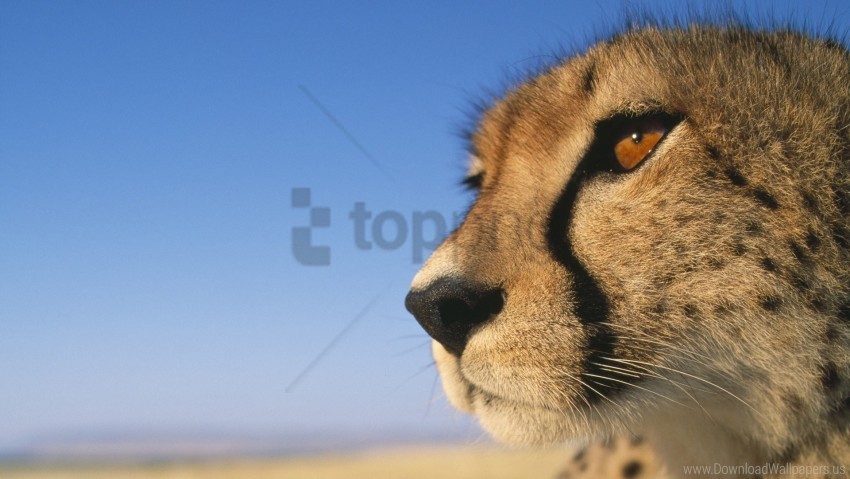 big cat cheetah muzzle pro view wallpaper Transparent pics
