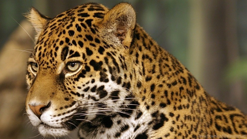 big cat color jaguar predator spotted wallpaper High-quality transparent PNG images