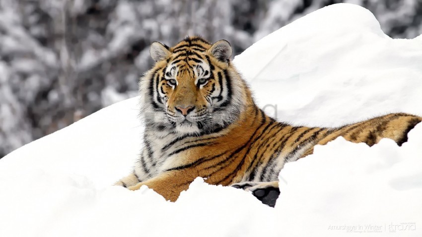 big cat down predator snow tiger wallpaper Transparent Background PNG Isolated Graphic