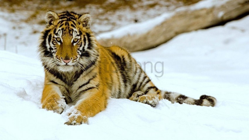 big cat down predator snow tiger wallpaper High-resolution PNG images with transparency