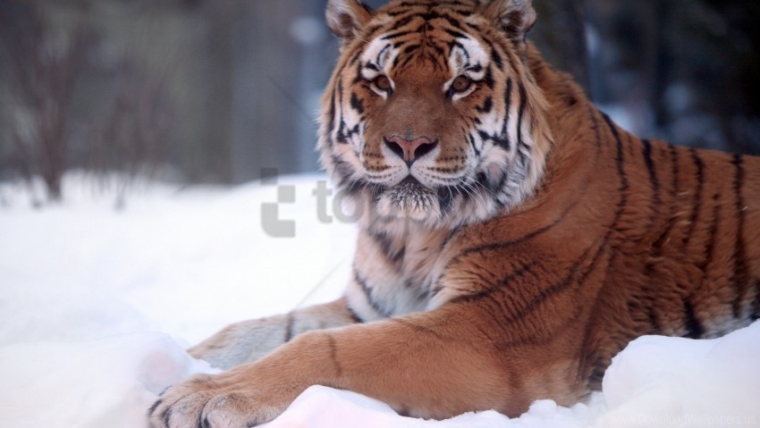 big cat down predator snow tiger wallpaper Transparent Background Isolated PNG Item