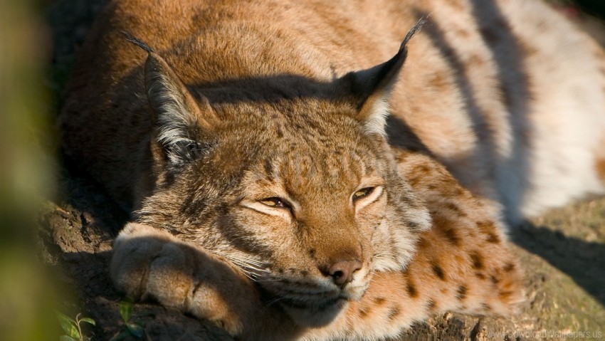 Big Cat Dream Face Lie Lynx Wallpaper Free Download PNG With Alpha Channel Extensive Images