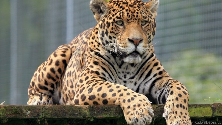 big cat eyes leopard muzzle predator wallpaper Clear PNG