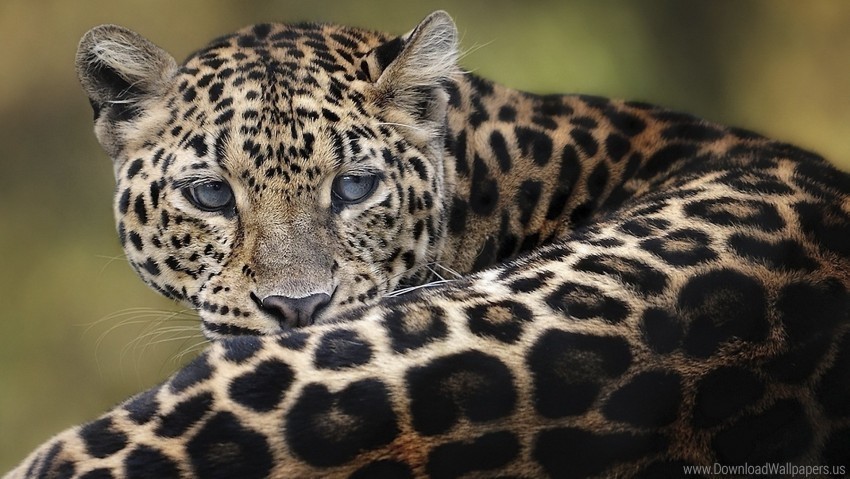 big cat face leopard lying down wallpaper Clean Background Isolated PNG Object