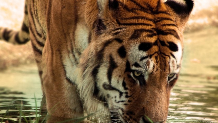 big cat face predators striped tiger wallpaper PNG images transparent pack