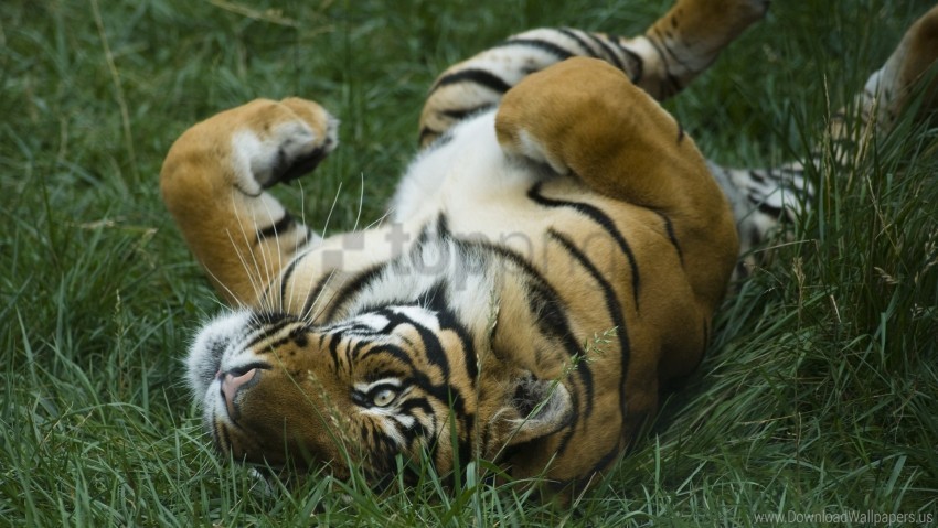 big cat grass lying playful predator tiger wallpaper Alpha channel transparent PNG