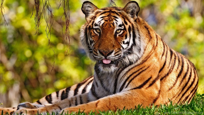 big cat grass ongue sitting tiger wallpaper PNG images with alpha channel selection