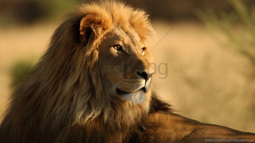 big cat king of beasts lion look mane predator wallpaper HighQuality Transparent PNG Isolated Artwork