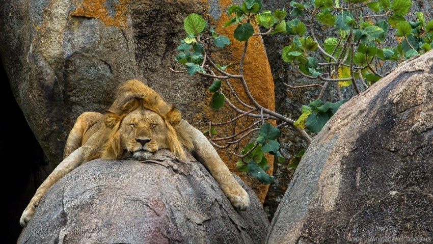 Big Cat Lion Sleeping Stone Wallpaper PNG Transparent Images Bulk