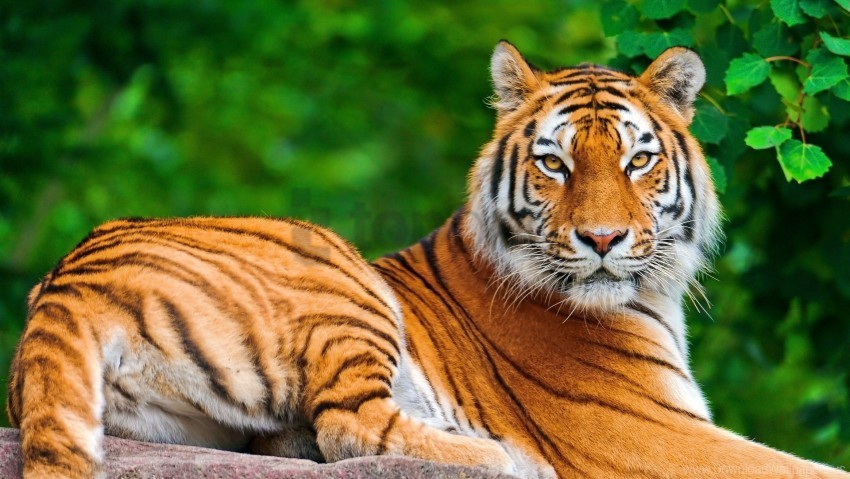 big cat look predator tiger wallpaper PNG transparent graphics comprehensive assortment