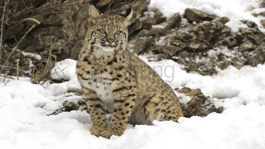 big cat lynx predator snow tree wallpaper Isolated Character in Transparent PNG Format