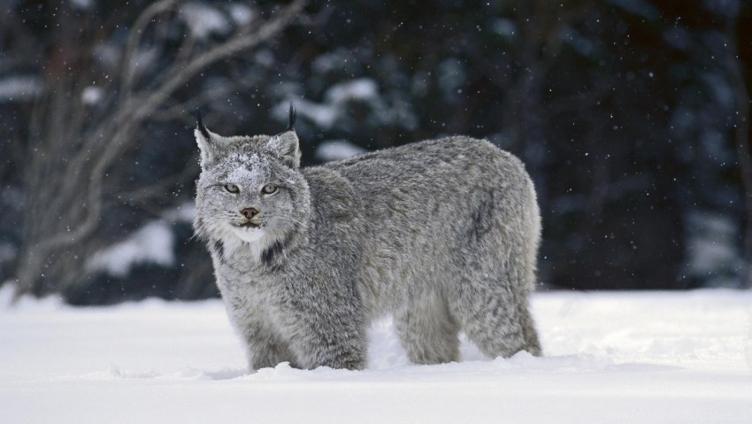 big cat lynx predator snow wallpaper PNG Graphic with Isolated Clarity