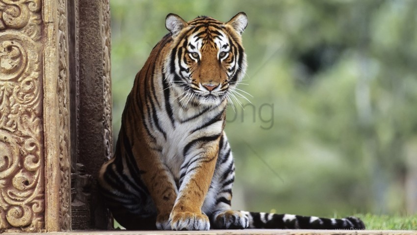 big cat predator sitting tiger waiting wallpaper Isolated Subject in Transparent PNG