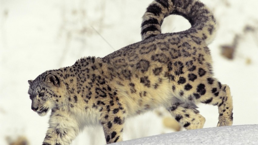 big cat predator snow snow leopard walk wallpaper Transparent PNG artworks for creativity