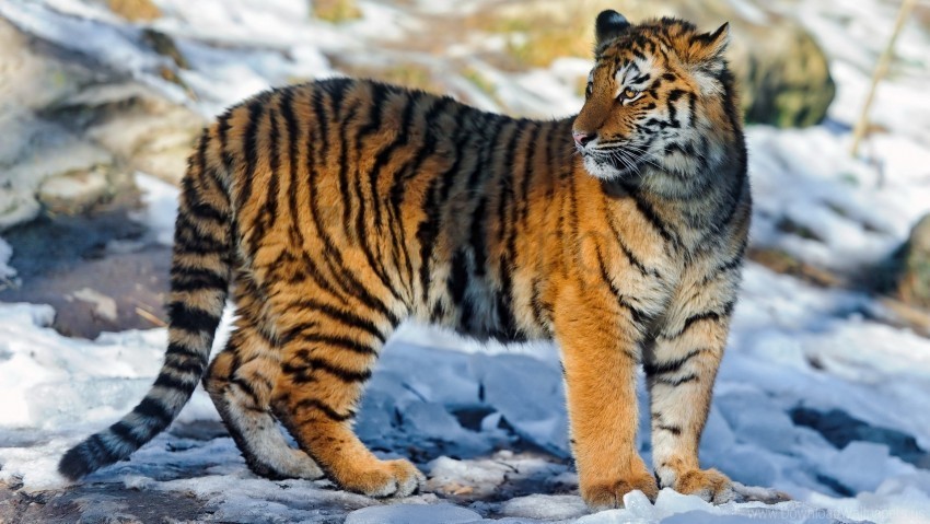 big cat snow tiger walk wallpaper Isolated Subject on HighResolution Transparent PNG