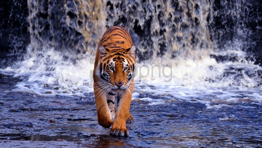 big cat thin tiger walk waterfall wallpaper Clear PNG graphics