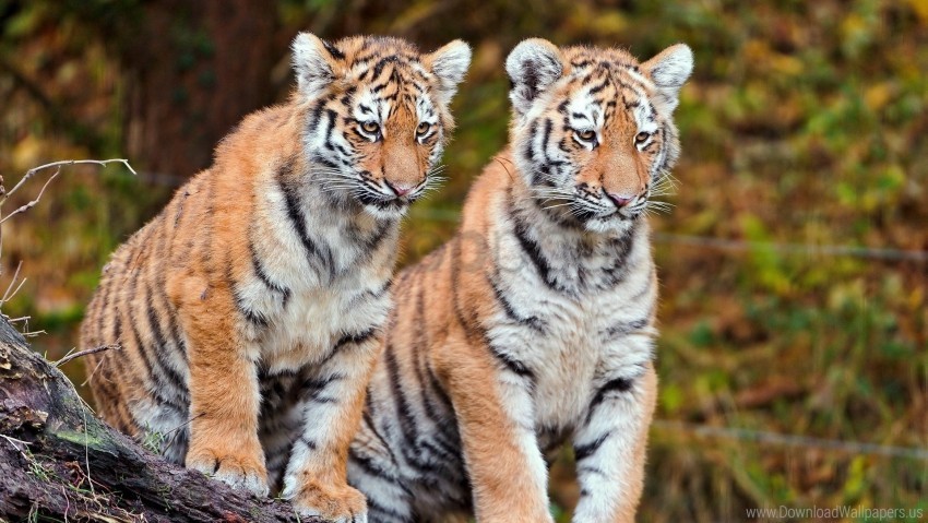 big cats couple sit tigers wallpaper PNG transparent images extensive collection