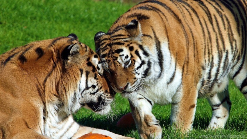 big cats pair predators tigers wallpaper PNG transparent photos for presentations