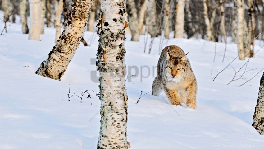 birch lynx snow winter wood wallpaper HD transparent PNG