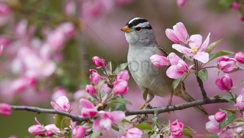 bird bloom branches flowers sparrow wallpaper High-resolution PNG images with transparency wide set