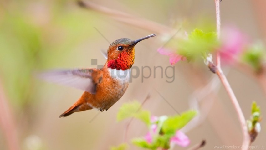 bird blur branch flight hummingbird wallpaper Isolated Graphic on HighQuality PNG