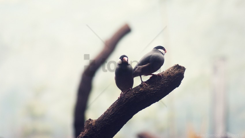 bird blur branch wallpaper Isolated Design Element in Clear Transparent PNG