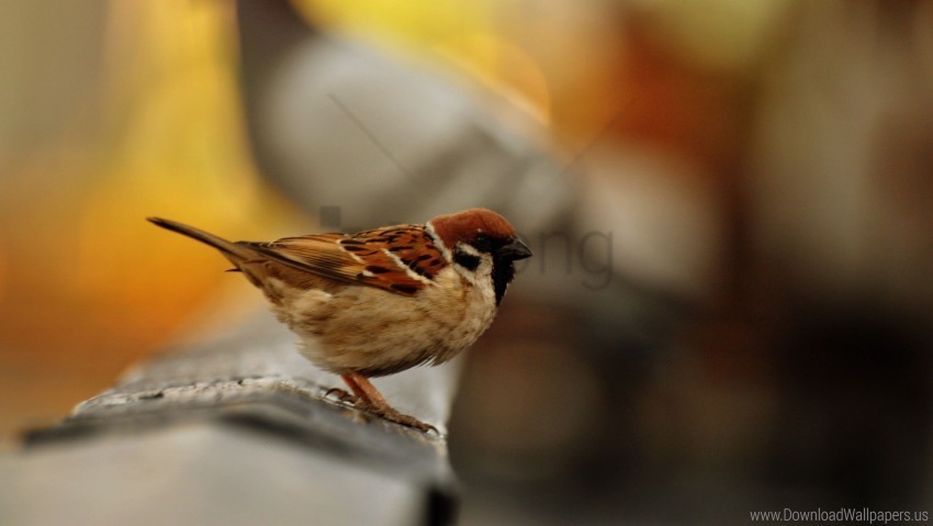 bird blur color sparrow wallpaper Transparent Background Isolated PNG Character