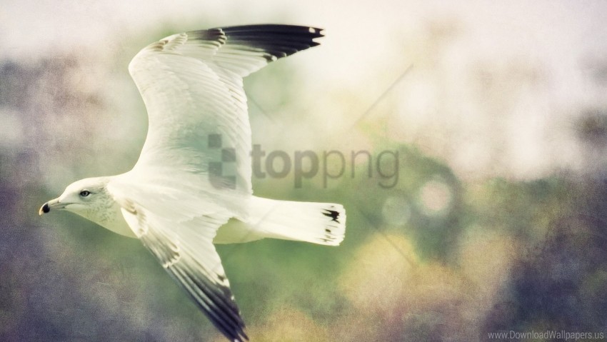 bird blurred background flying gull wings wallpaper PNG Illustration Isolated on Transparent Backdrop