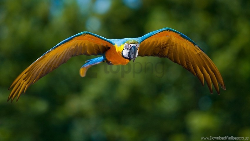bird blurring flapping flying parrot wings wallpaper PNG files with alpha channel assortment